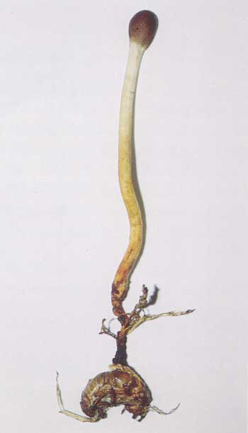 冬虫夏草セミタケ 冬虫夏草 セミタケ｜紀行・分類図鑑｜【公式】N.M.I.自然薬食